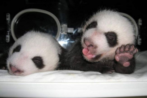 В одному з резервів китаю народився панда панда В одному з резервів китаю народився панда панда